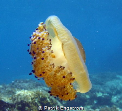 Fried egg jelly fish Malta by Patrik Engstrom 